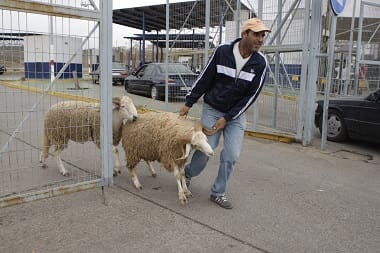 Eïd al Adha : Les musulmans de Sebta et Melillia seront privés de moutons marocains