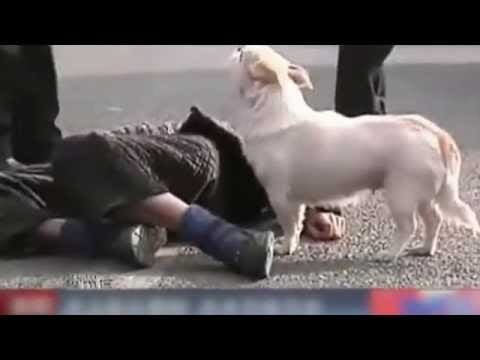 La preuve que les chiens sont bel et bien les meilleurs amis  de l’Homme