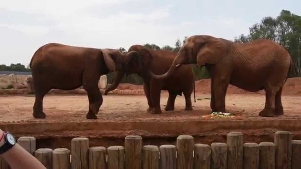Zoo de Rabat: décès d’une fille de 7 ans touchée par une pierre lancée par un éléphant