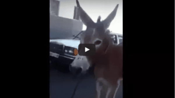 Au Maroc, même les ânes sont embarqués par les services de dépannage (vidéo)