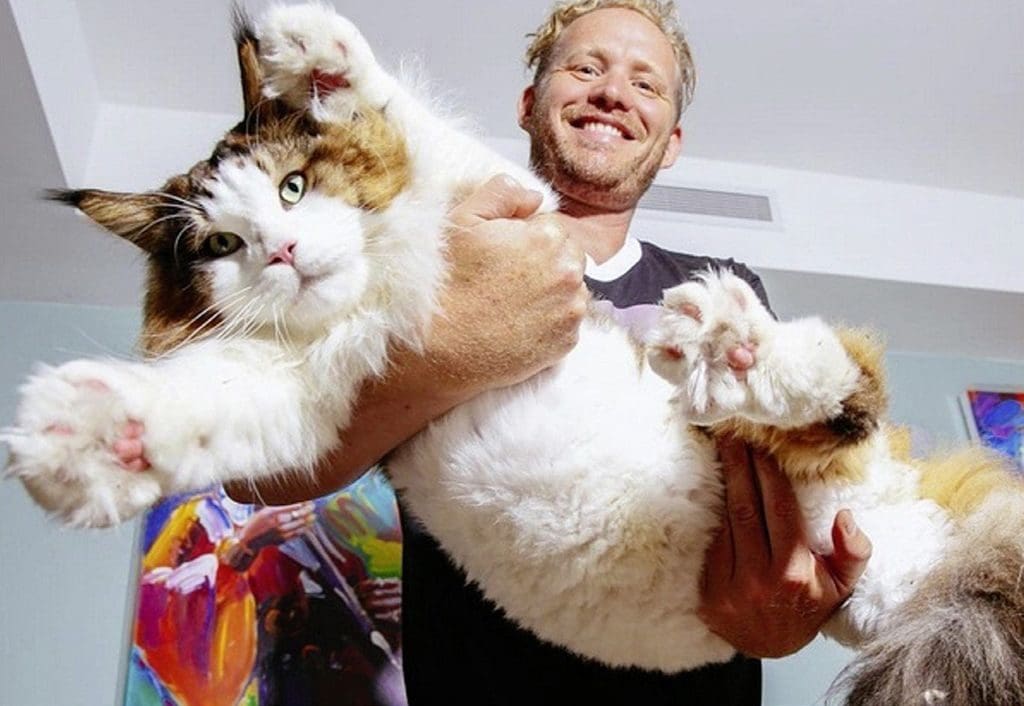 La nouvelle star d’Instagram est…. un chat (photos)