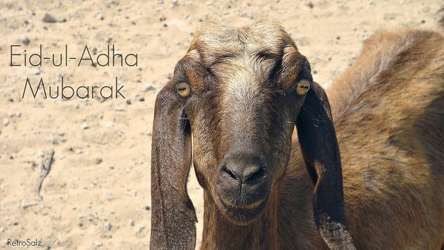 L’Aïd el Adha fixé au lundi 12 septembre