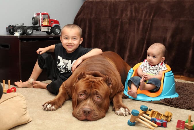 Voici Hulk le plus gros chien du monde qui mange deux kg de viande hachée par repas (photos)