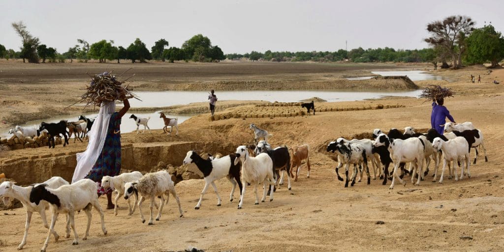 Niger : Plus de 18 morts suite à des affrontements entre agriculteurs et éleveurs