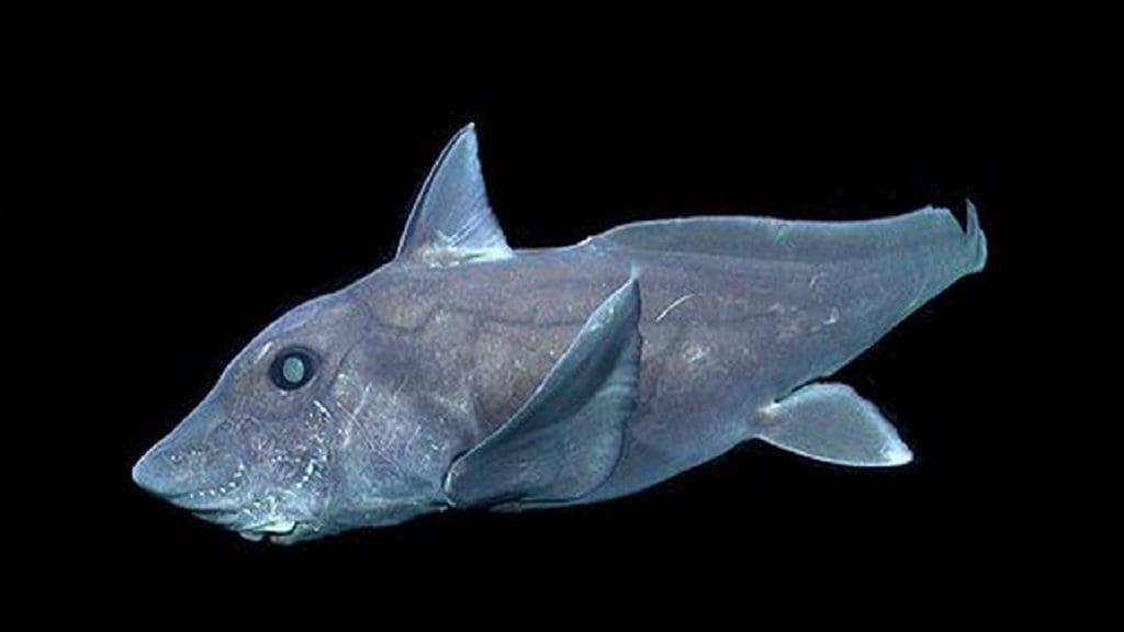Hawai: Un requin fantôme filmé pour la première fois (vidéo)