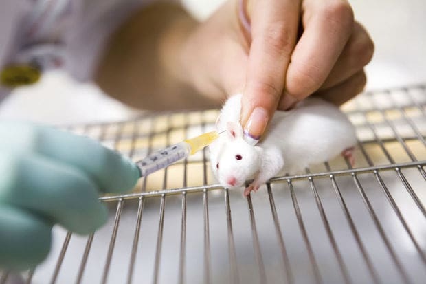 Étude: Des chercheurs américains réussissent à augmenter l’espérance de vie des souris