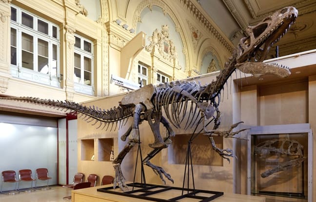 Le squelette d’un dinosaure vieux de plus de 150 millions d’années en vente aux enchères à Lyon pour 800 000 euros
