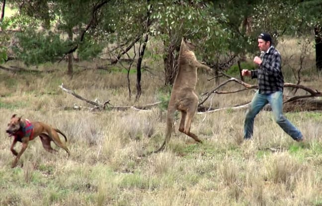 Un homme boxe un kangourou pour sauver son chien…
