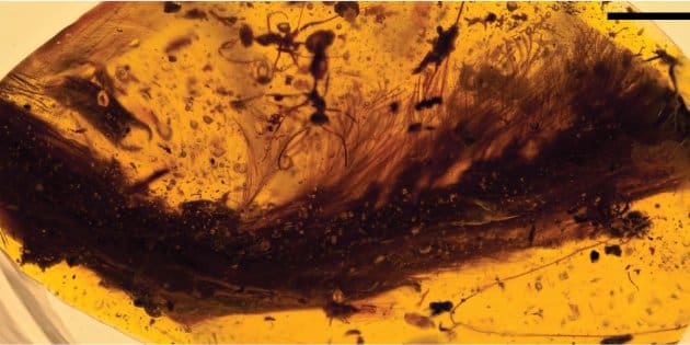 Birmanie: Découverte d’une queue de dinosaure vieux de 99millions d’années dans un fossile