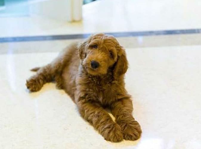 Maison Blanche: Patton est le nouveau chien que va adopter Donald Trump