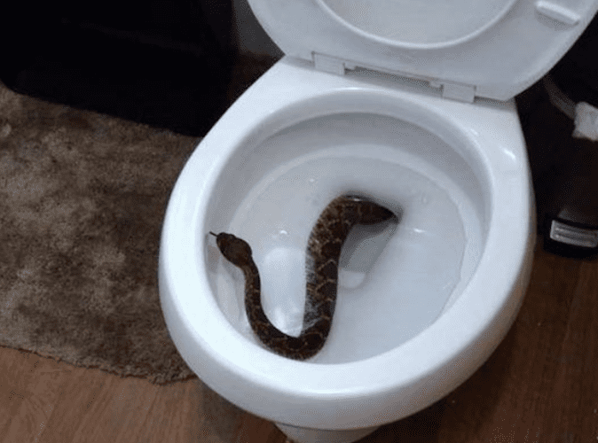 Cauchemar: Il découvre un  serpent dans sa cuvette, la photo fait le tour des réseaux sociaux