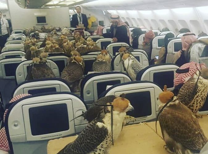 Maroc : mise en échec d’un trafic de faucons par deux touristes qataris