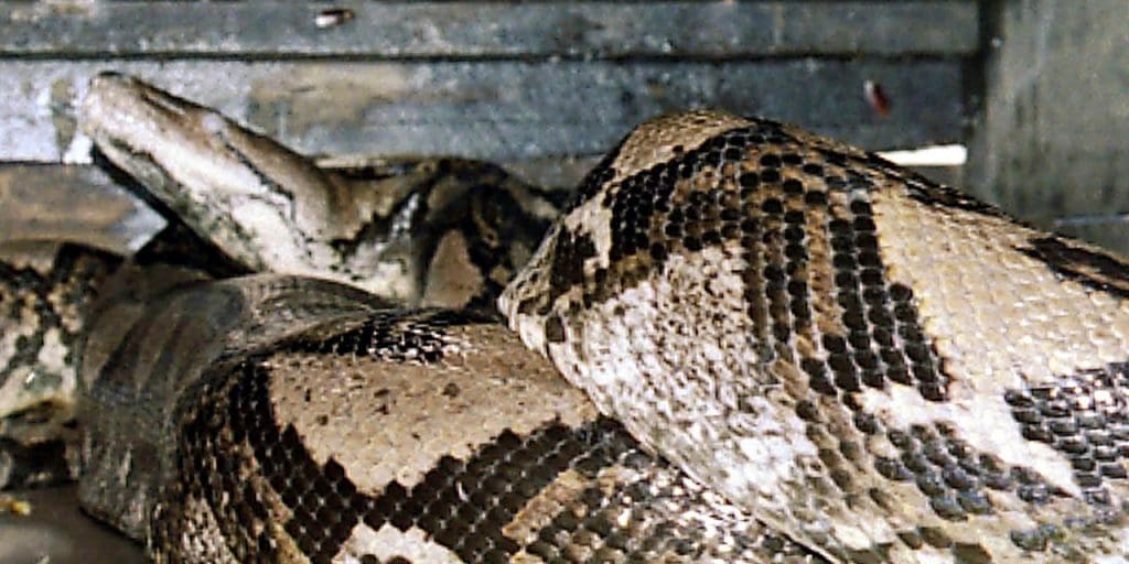 Le corps d’un jeune homme retrouvé mort dans le ventre d’un python en Indonésie