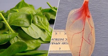 Institut polytechnique de Worcester : Il est possible de soigner un problème cardiaque avec des feuilles d’épinards (vidéo)