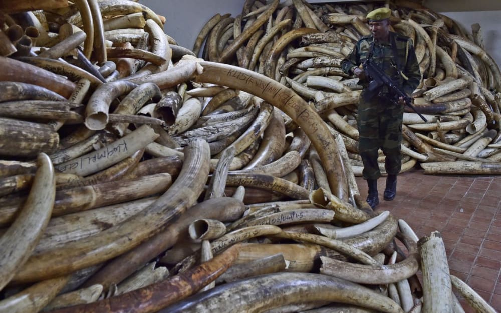UNESCO: Le braconnage et l’exploitation forestière illégale menacent les sites naturels