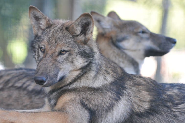 Les loups sont de retour au Danemark, 200 ans après avoir disparu