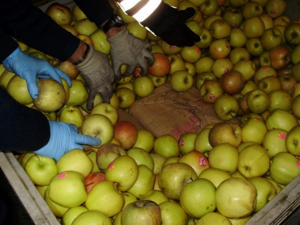 Saisie de près de deux tonnes et demi de fruits de contrebande (Nador)