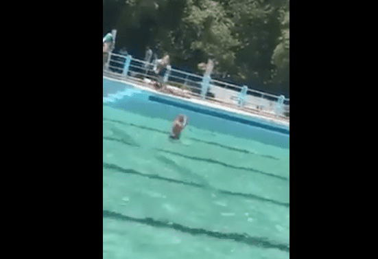 Il fait sa prière dans une piscine….