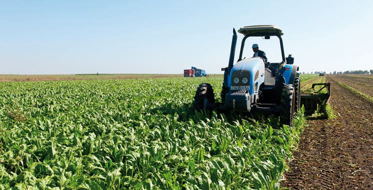 Campagne agricole 2016-2017: 4e meilleure production depuis le lancement du plan Maroc vert