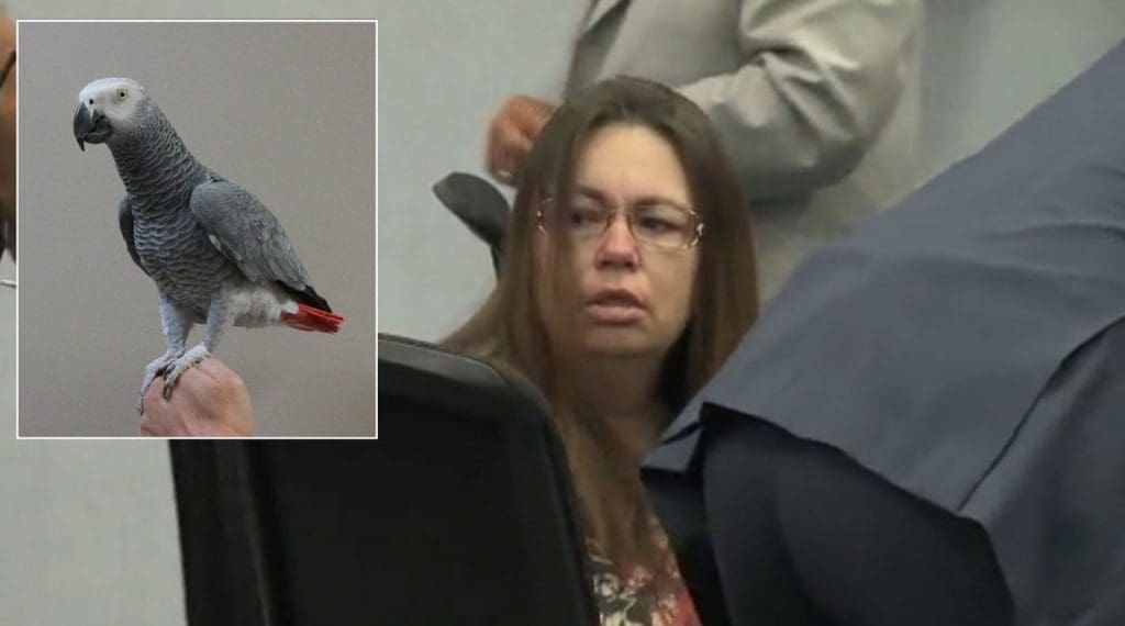 Buzz: Un perroquet témoin d’un meurtre… condamne la coupable à la prison à vie