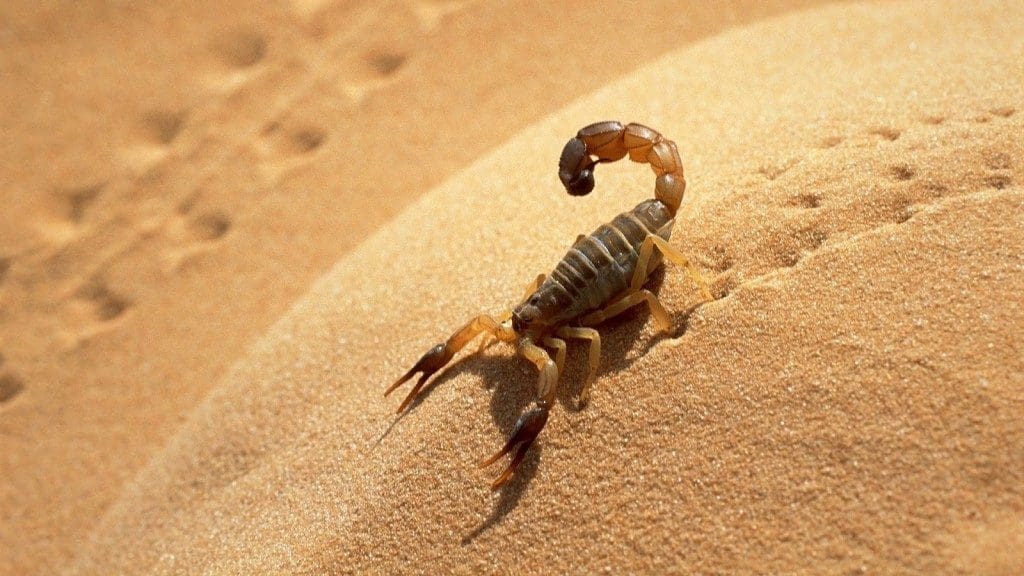 Piqûre de scorpion: Un enfant rend l’âme