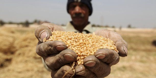 Le Maroc au TOP 5 des champions de l’agriculture en Afrique