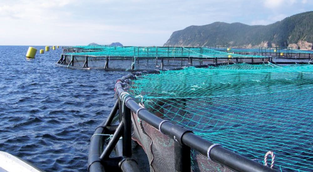 Lancement des appels à manifestation d’intérêt pour le développement de l’aquaculture (Tanger/Tétouan/Al Hoceima)