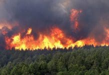 Plus de 4 hectares de la forêt de Bouskkour ravagés par le feu (Al Hoceima)