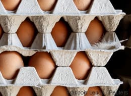 (ONSSA) Œufs contaminés: aucun produit à base du Fipronil n’est homologué au Maroc