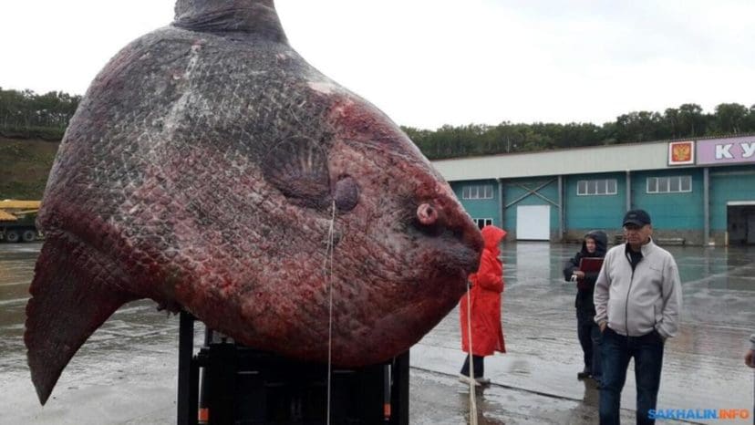 Des pêcheurs russes ont attrapé un rare spécimen de poisson-lune qui pèse plus d’une tonne