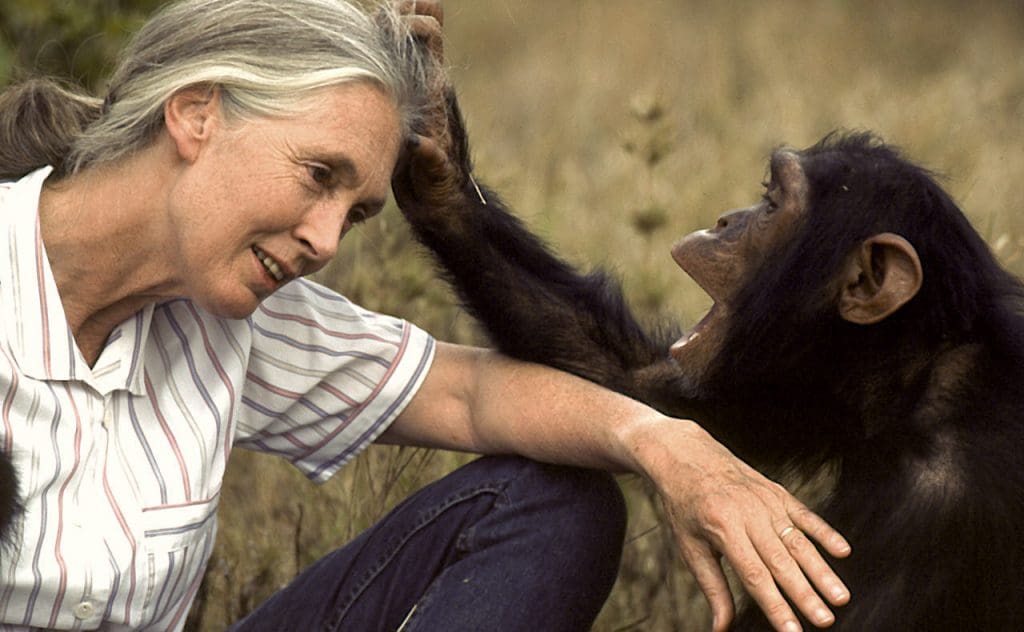 Environnement: la primatologue Jane Goodall reçoit un doctorat honorifique