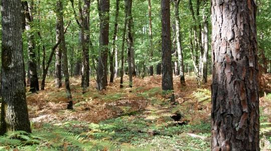 Deforestation: Les forets ont diminué de près de 300.000 km2 dans le monde en 2016