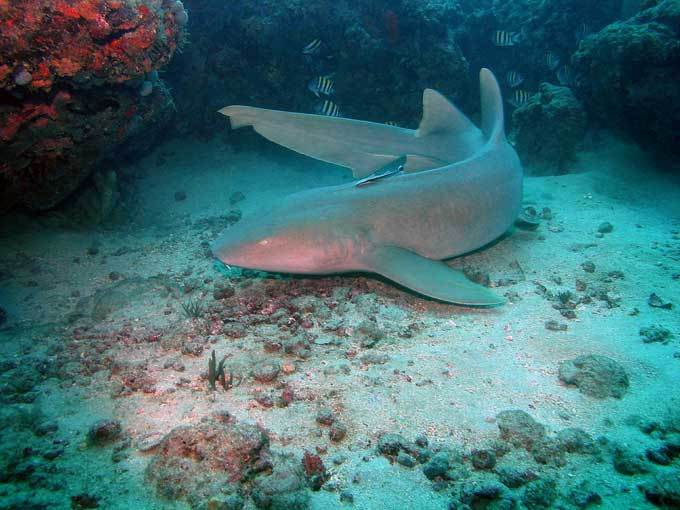 Une australienne attrape un requin à mains nues