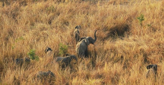 L’administration Trump réautorise l’importation de trophées d’éléphants