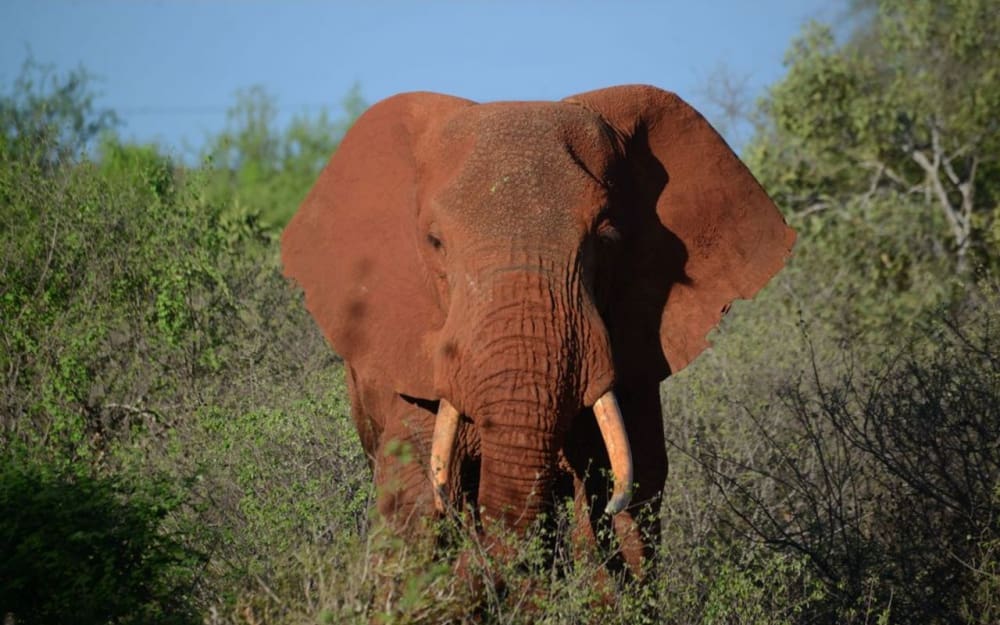 Zambie : deux touristes belge et néerlandais piétinés à mort par un éléphant