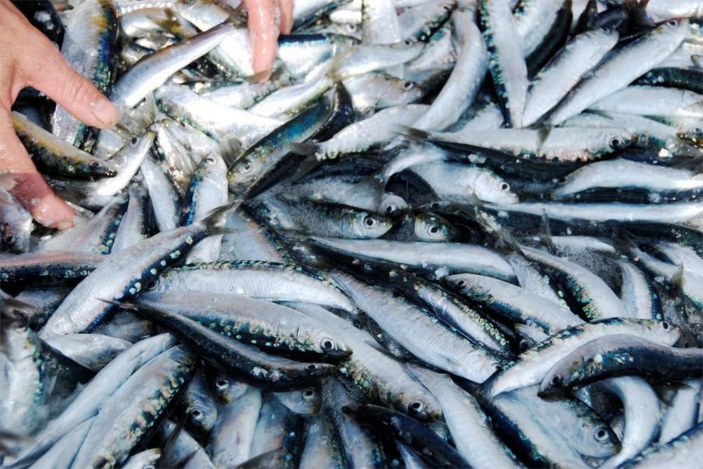 Maroc-Espagne: Campagne scientifique sur la connectivité entre populations de sardines en Méditerranée