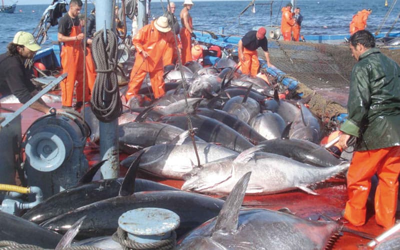 ONP : Hausse de 7% de la valeur des débarquements de la pêche côtière et artisanale