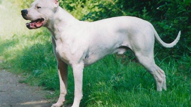 Beni mellal : un repris de justice terrorise les étudiants avec un chien