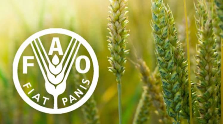 Réunion de l’équipe multidisciplinaire du Bureau de la FAO pour l’Afrique du Nord