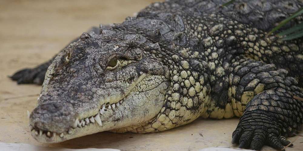 Disney World se savait infesté par des alligators