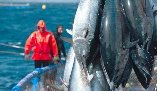 L’Union européenne examine les produits de l’aquaculture marocains