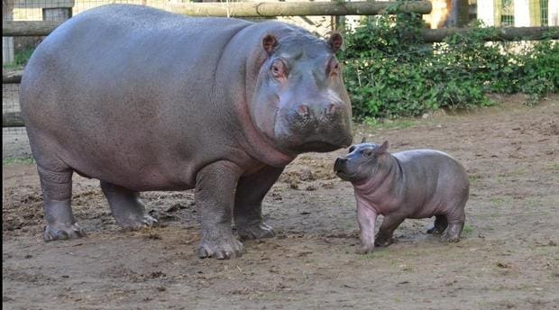 Jardin zoologique de Rabat: Première naissance d’un hippopotame