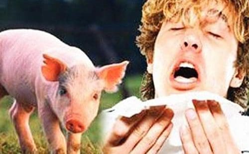 La RAM se mobilise contre la grippe porcine H1N1