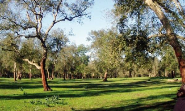 Marrakech abrite les premières journées scientifiques sur la forêt marocaine