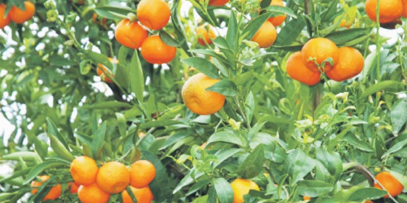 Les agrumes de la région de Berkane autorisés à l’exportation vers les USA