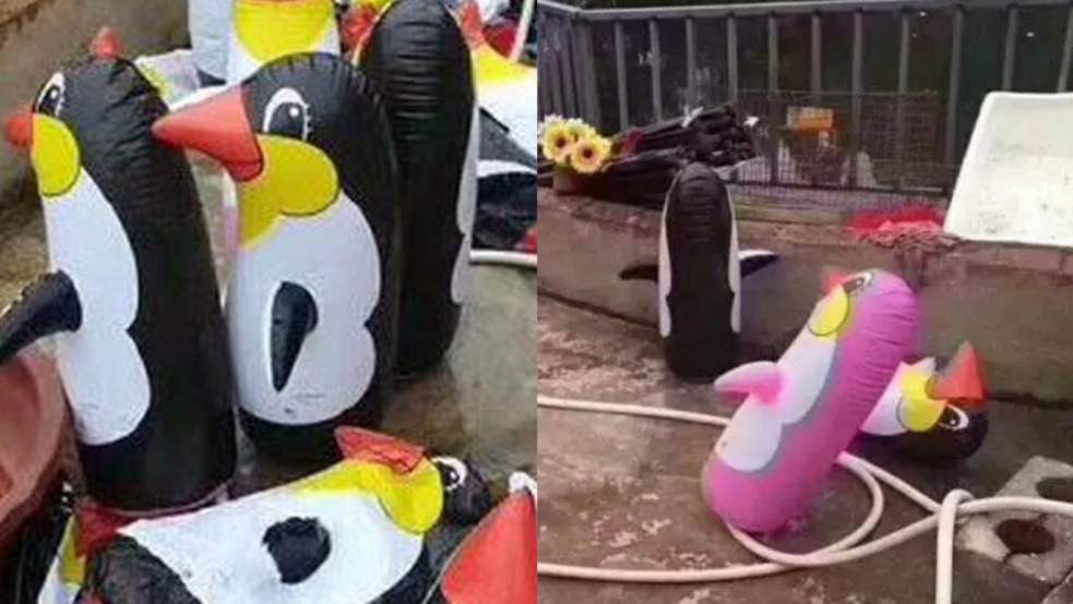 Chine: Un zoo trompe ses visiteurs avec des pingouins gonflables