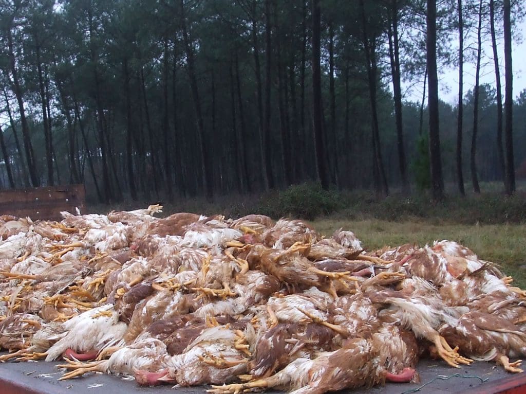 Grippe aviaire : premiers cas confirmés en Côte d’Ivoire depuis 2015