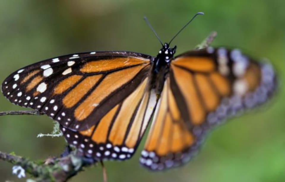Etats-Unis: une couturière répare l’aile d’un papillon