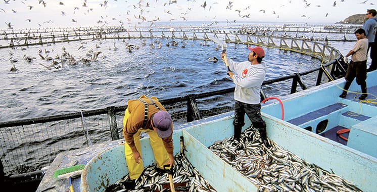 Aquaculture marocaine: 510 tonnes produits en 2016