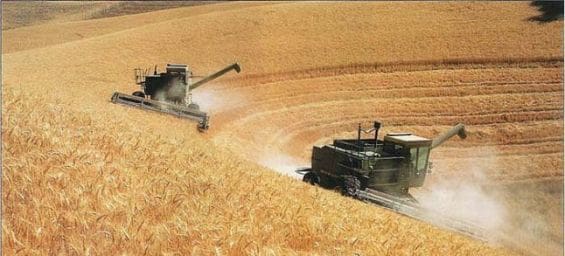 Découverte de variétés de blé dur tolérantes aux très fortes chaleurs